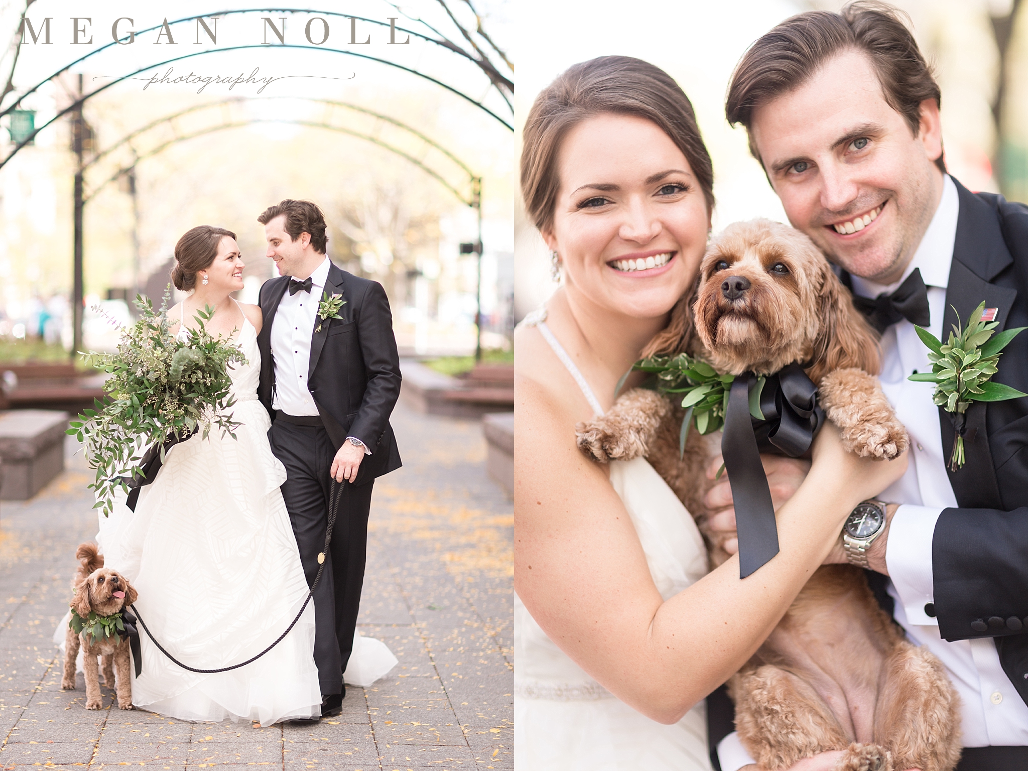 Incorporating Your Puppy Into Pictures, Dogs in Wedding Pictures